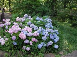 Hydrangea macrophylla 'Nikko Blue' — photo 2