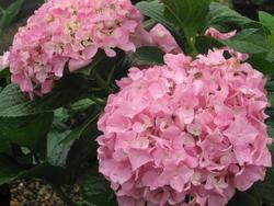 Hydrangea macrophylla 'Nikko Blue' — photo 3