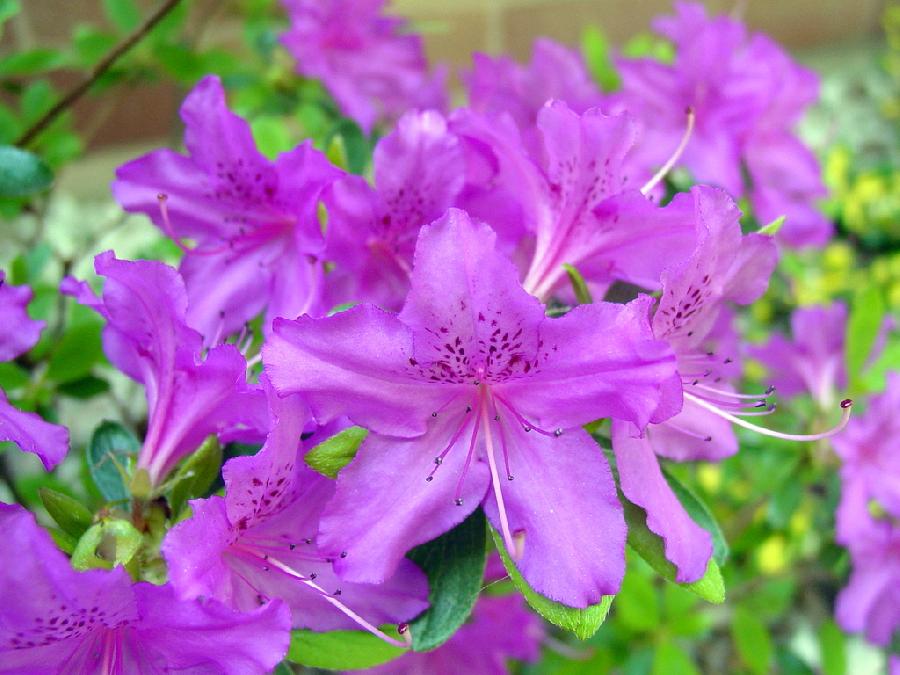 Azalea 'Karen' — photo 1