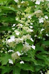 Hydrangea paniculata 'Kyushu' — photo 1