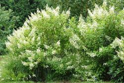 Hydrangea paniculata 'Kyushu' — photo 2
