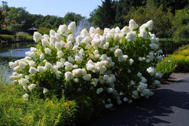 Hydrangea paniculata 'Limelight' — photo 1