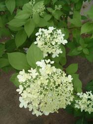 Hydrangea paniculata 'Limelight' — photo 2