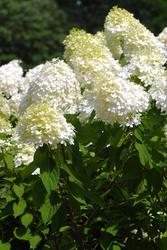 Hydrangea paniculata 'Limelight' — photo 3
