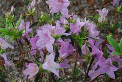 Azalea 'Poukhanense' — photo 1
