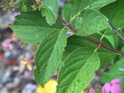 Hydrangea paniculata 'Interhydia'(PINK DIAMOND) — photo 1