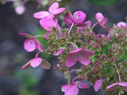 Hydrangea paniculata 'Interhydia'(PINK DIAMOND) — photo 2