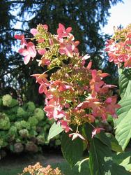 Hydrangea paniculata 'Interhydia'(PINK DIAMOND) — photo 3