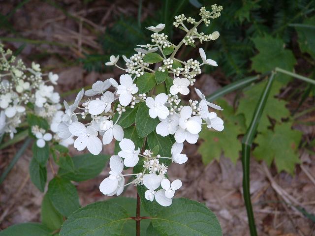 Hydrangea paniculata (PINKY WINKY) — photo 1