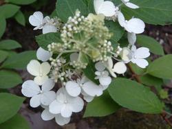 Hydrangea paniculata  (PINKY WINKY) — photo 2
