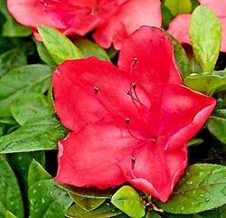 Azalea 'Amagasa' — photo 1