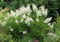 Hydrangea paniculata 'Unique' — photo 1