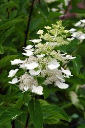 Hydrangea paniculata 'Unique' — photo 2