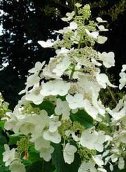 Hydrangea paniculata 'Unique' — photo 3