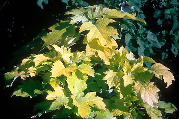 Hydrangea quercifolia 'Little Honey' — photo 1