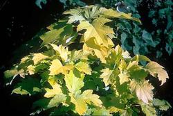 Hydrangea quercifolia 'Little Honey' — photo 1