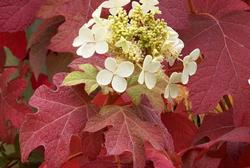 Hydrangea quercifolia 'Little Honey' — photo 2