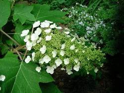 Hydrangea quercifolia 'Sikes Dwarf' — photo 1