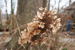 Hydrangea quercifolia 'Sikes Dwarf' — photo 2