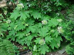 Hydrangea quercifolia 'Sikes Dwarf' — photo 3
