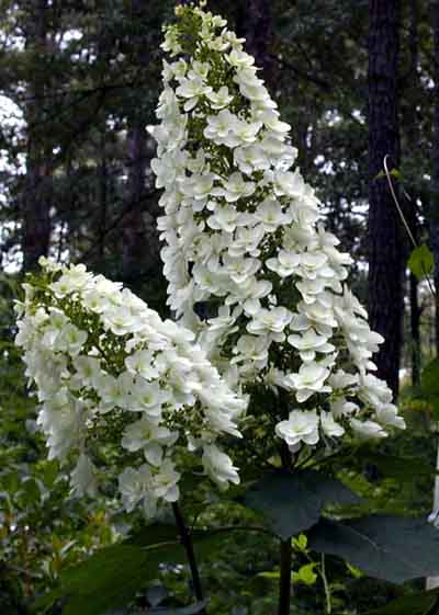 Hydrangea quercifolia 'Snowflake' — photo 1