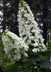 Hydrangea quercifolia 'Snowflake' — photo 1