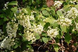 Hydrangea quercifolia 'Snowflake' — photo 2