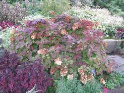 Hydrangea quercifolia 'Snowflake' — photo 3