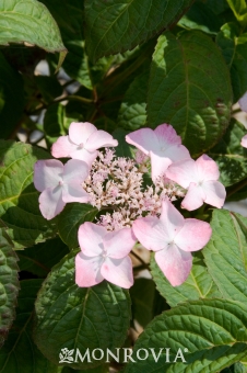Hydrangea serrata Beni-gaku — photo 1