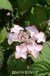 Hydrangea serrata Beni-gaku — photo 1
