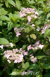 Hydrangea serrata Beni-gaku — photo 2