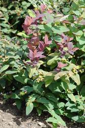 Hypericum androsaemum 'Albury Purple' — photo 1