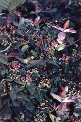 Hypericum androsaemum 'Albury Purple' — photo 2