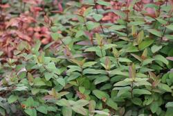 Hypericum androsaemum 'Albury Purple' — photo 3