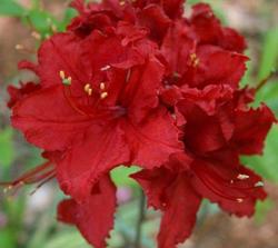 Azalea 'Arneson Ruby' — photo 2