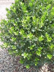 Ilex glabra 'Densa' — photo 2