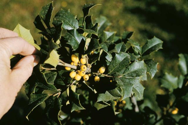 Ilex opaca 'Canary'