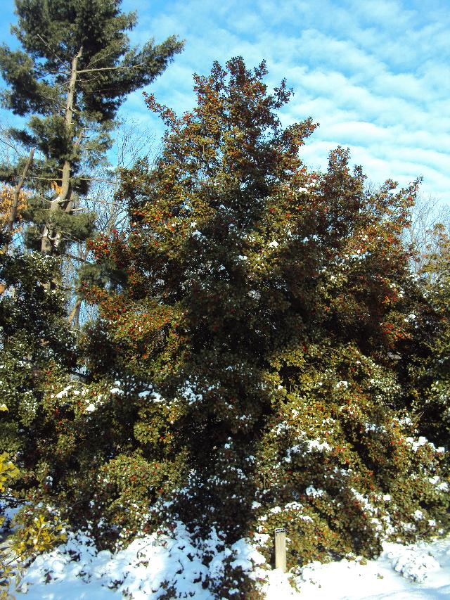 Ilex opaca 'Cave Hill'