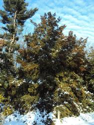 Ilex opaca 'Cave Hill' — photo 1