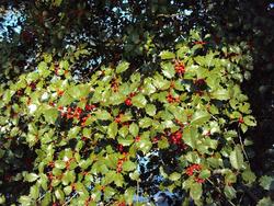 Ilex opaca 'Cave Hill' — photo 2