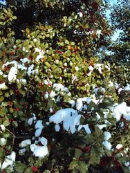 Ilex opaca 'Cave Hill' — photo 3