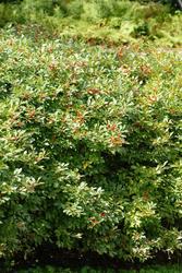 Ilex verticillata 'Red Sprite' — photo 1