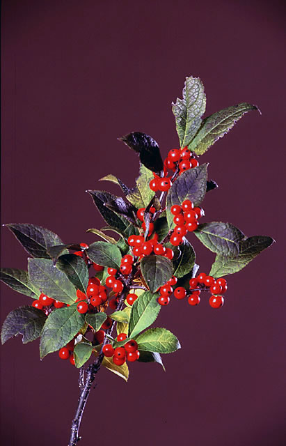 Ilex verticillata Sparkleberry
