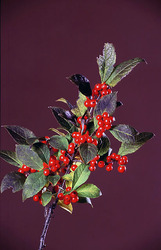 Ilex verticillata Sparkleberry — photo 1
