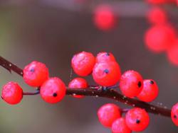 Ilex verticillata Sparkleberry — photo 2