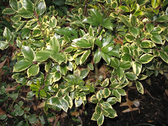 Ilex x meserveae 'Honey Maid'