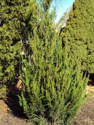 Juniperus chinensis 'Spearmint' - The Site Gardener