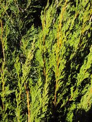 Juniperus chinensis 'Spearmint' — photo 2