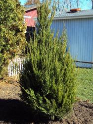 Juniperus chinensis 'Spearmint' — photo 3