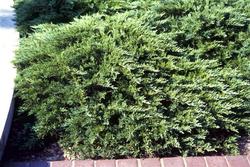 Juniperus sabina 'Monard' — photo 1